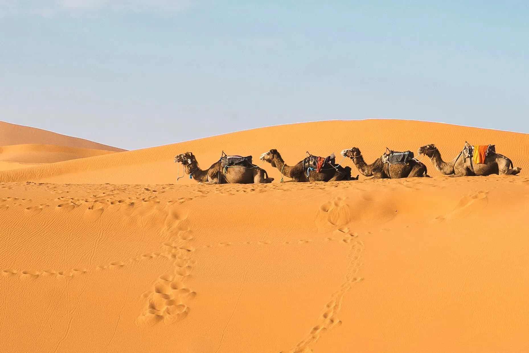 Camel trek across the Erg Chebbi