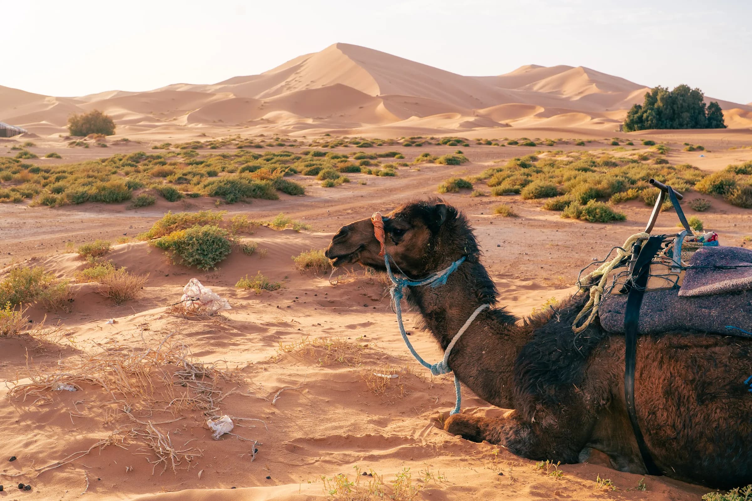 Heart of the Sahara