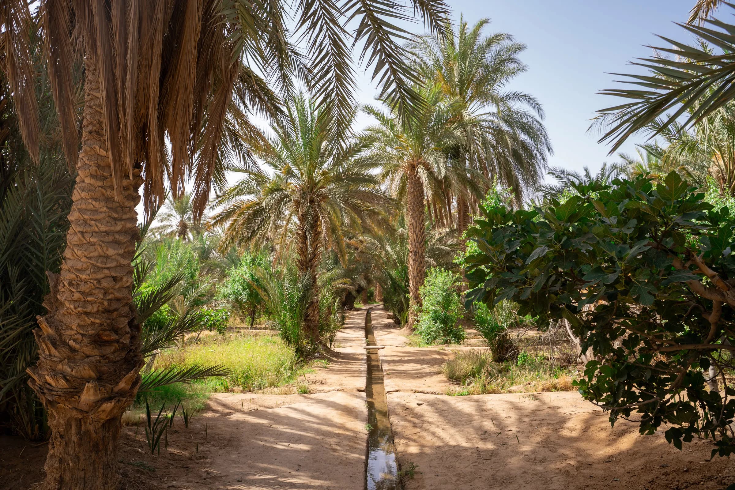 Oases of the South