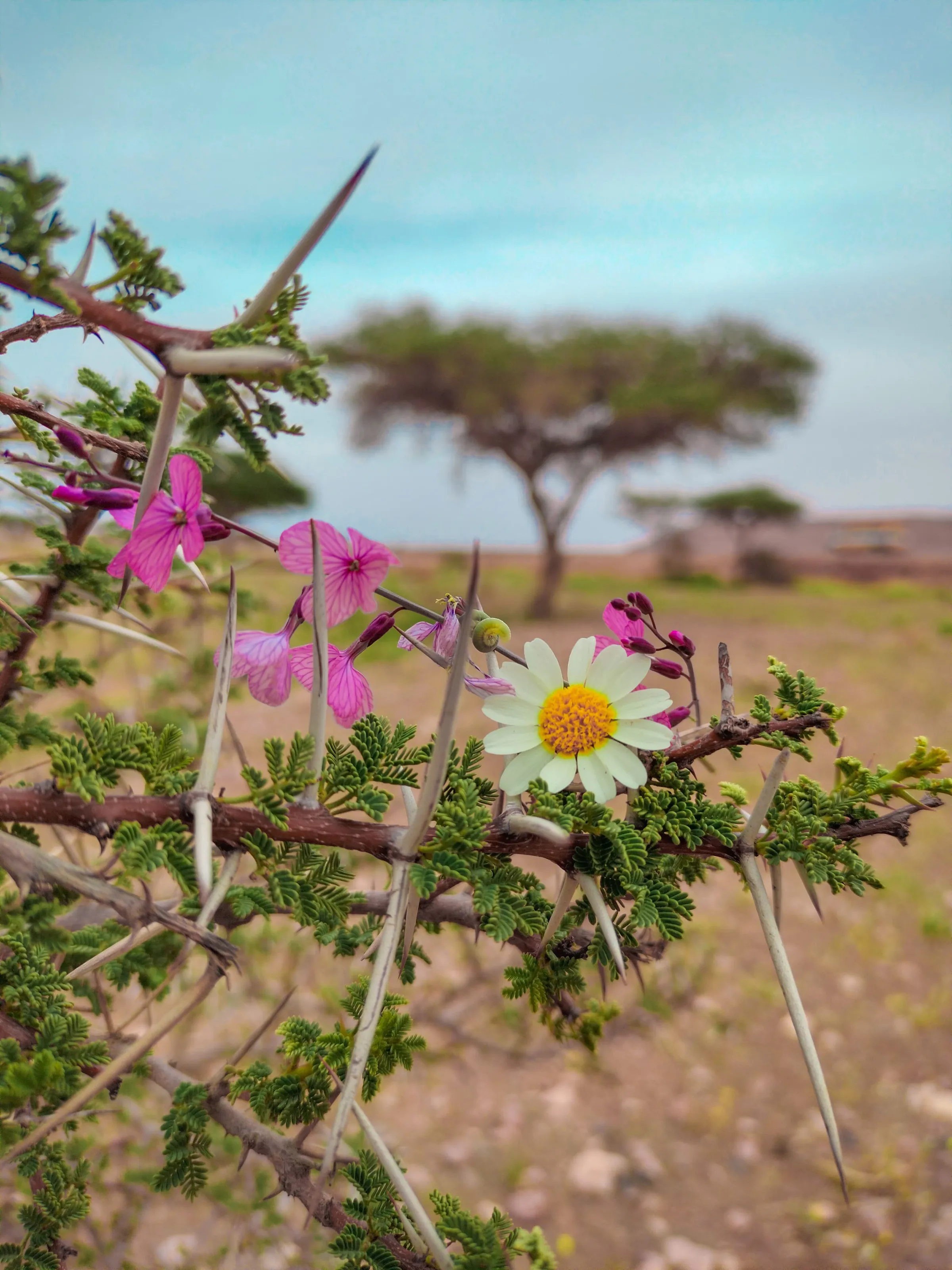 Oases of the South — 2