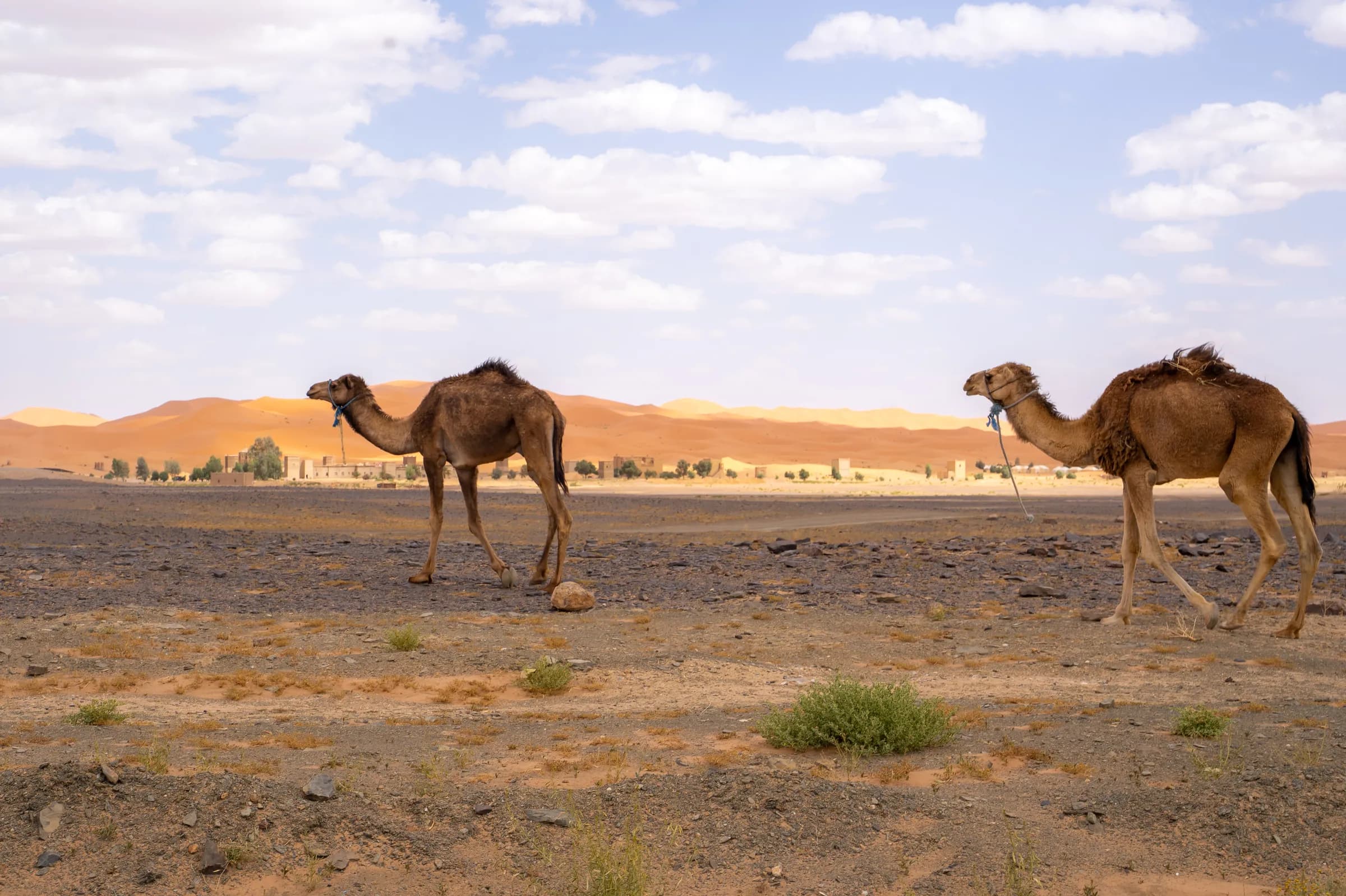Spirit of the Dunes — 2